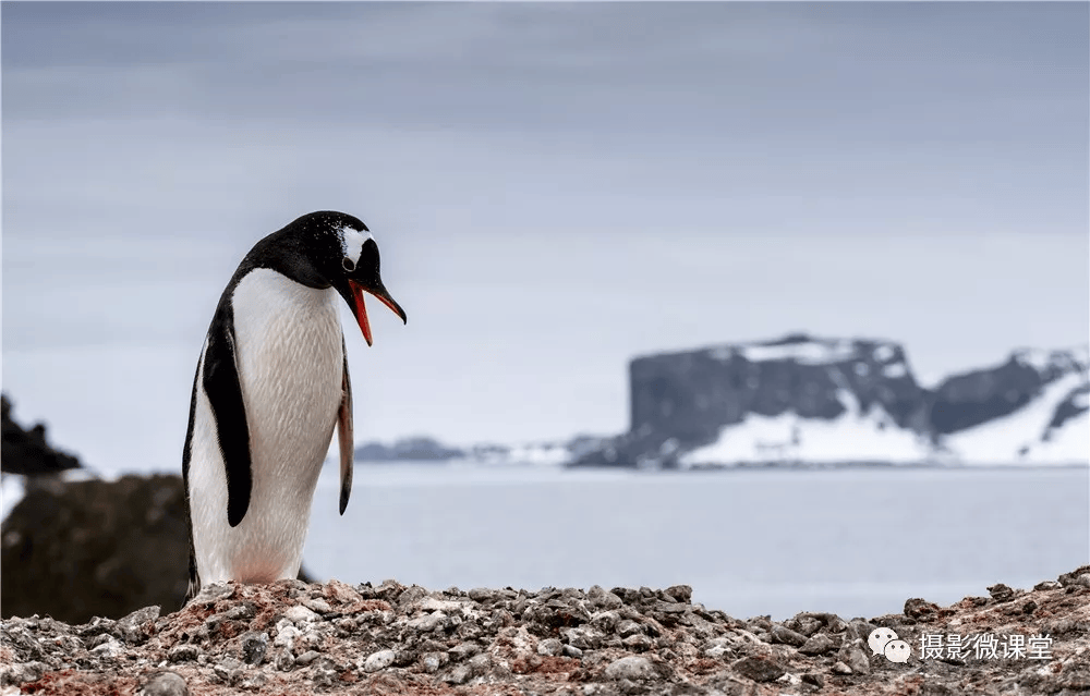 od体育视频-布宜诺斯艾利斯独立伤病名单更新，关键球员状态备受关注的简单介绍